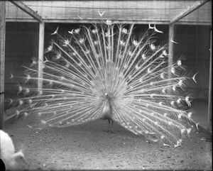 Frontal view of a male white peacock with his plumage displayed, 1930