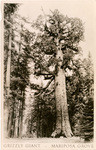 Grizzly Giant - Mariposa Grove