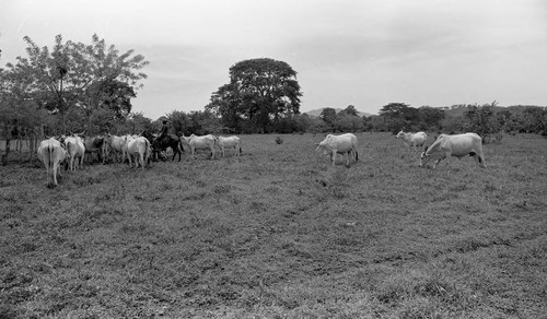 Man hearding cattle in a field, San Basilio de Palenque, 1976