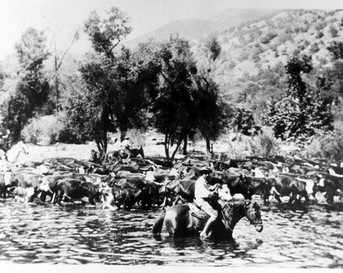 Cattle Drive, Three Rivers, Calif., ca 1912-1915