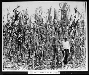 View of a man standing in a cornfield in Arizona