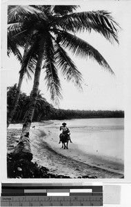 Man riding an ox on the beach, Oceania, 1937