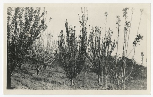 Orchard at Warner's Ranch