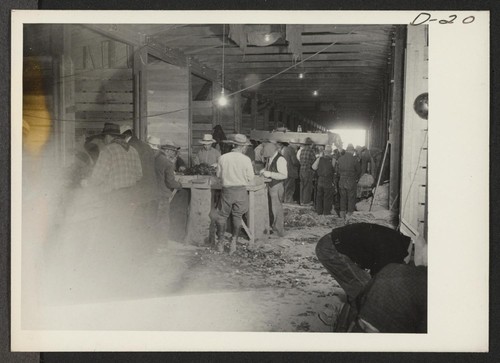 A view showing evacuee farmers cutting seed potatoes in the cutting house at this War Relocation Authority center. Photographer: Stewart, Francis Newell, California