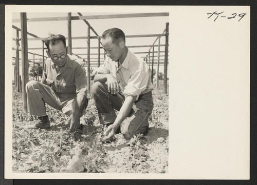 Mr. Itaro Nakada, left, and Tero Tanaka, right, examining chrysanthemums at Mr. Nakada's place. Mr. Nakada has 30,000 chrysanthemums started