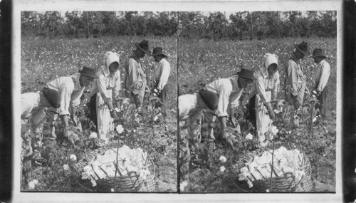 Family of White Cotton Flower Picking in the Field, South Carolina
