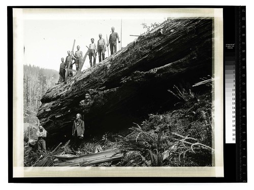 Monster redwood at Bayside [Men, some with saws, posing with a huge log]