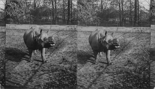 A rare specimen of a rare animal - wonderful Indian Rhinoceros in Bronx Park. N.Y.C