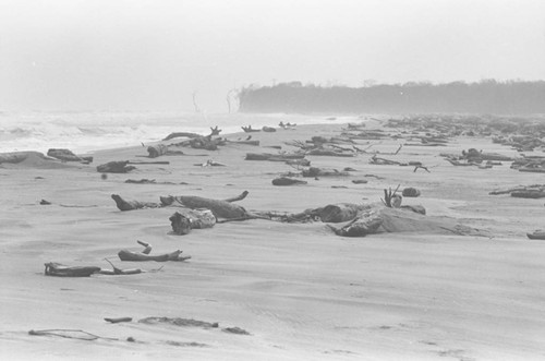 Logs on the shore, Isla de Salamanca, Colombia, 1977