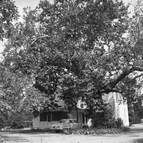 Sycamore tree in front of Lucius Allen's home, West Main Street, Tustin, 1957