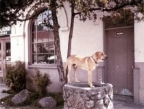 Mill Valley Depot station 4, Greyhound Bus Station & dog, circa 1960