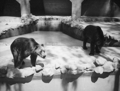 San Diego Zoo bears