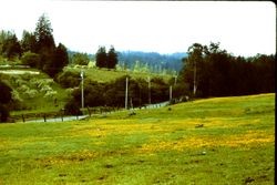 Hills and orchards of Occidental, 1983