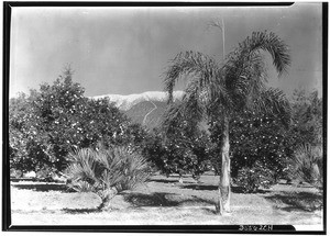 Two palm trees in front of orange groves and snow-capped mountains, ca.1910