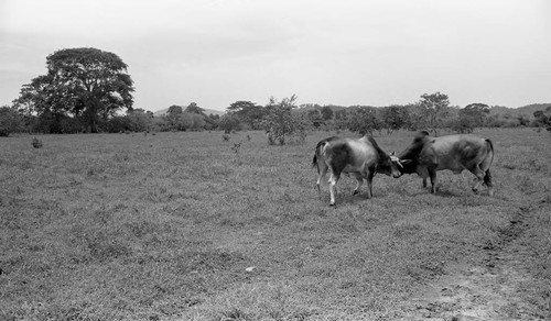 Cattle fighting in a field, San Basilio de Palenque, 1976