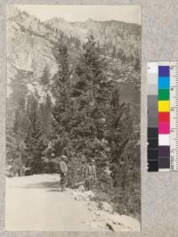 Sierra juniper and red fir along highway near Eagle Creek, Emerald Bay, Lake Tahoe. August, 1922