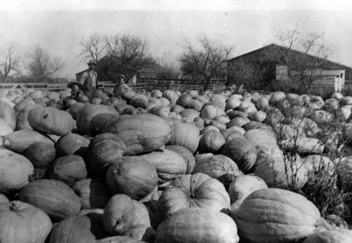 Field of pumpkins, Bruce Wardlow Ranch