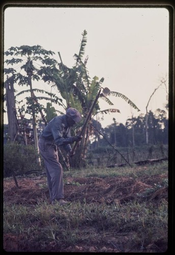 Man working in fields