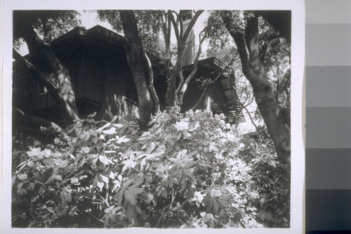Chick house, Oakland: [exterior, view of house through yard]