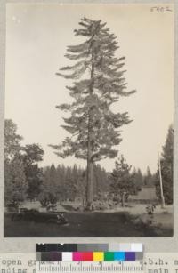 An open grown sugar pine, approximately 60" diameter at breast height. Standing at road side just off main road from Murphy's to Calaveras Grove, and opposite Avery Station. Oct. 6, 1935. E.F