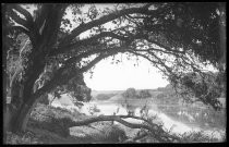 Lake or pond framed by branches of live oak tree