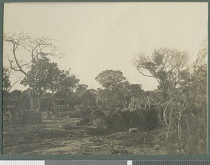 German camp, Cabo Delgado, Mozambique, August 1918