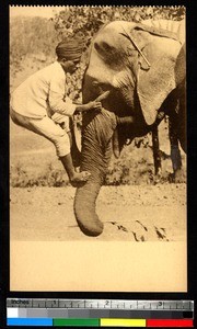 Elephant's trunk lifting handler, India, ca. 1920-1940