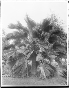 A man standing among the large drooping fronds of a date palm, Los Angeles, ca.1920