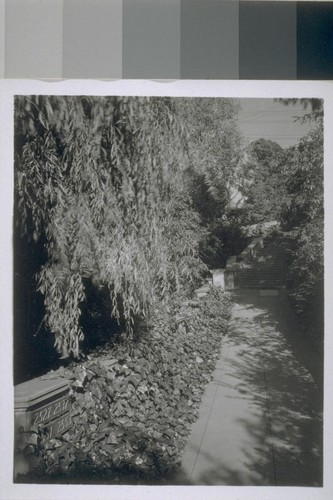 Rose Walk, Berkeley: [path and ivy covered walls]