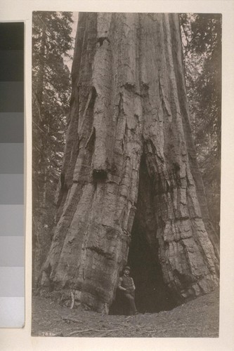 [Giant redwood, unidentified location.]--7836