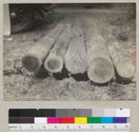Test poles of Douglas fir treated prior to cutting with Gordon salts. Poles set in 1928 near Navarro; pulled and examined October 13, 1935 in presence of Drs. Sampson, Gordon, Randall and Kofoid and E. Fritz. From left to right marks are 1111; 111; check pole, no treatment; 13; 19. 10-13-35. E.F