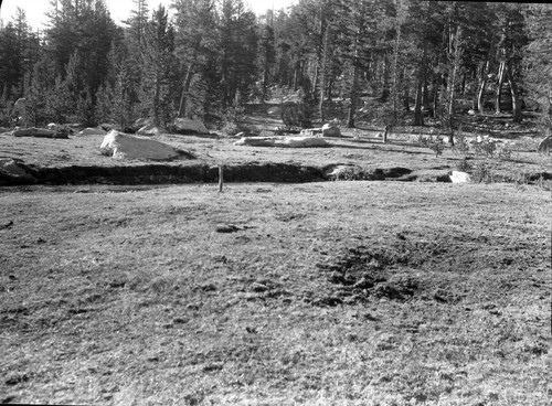 Meadow studies, heavily used meadow below Sierra Club camp. No permanent damage