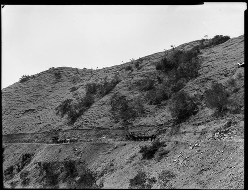 Horse-drawn stagecoaches on a road with people standing on a hill above, Catalina Island