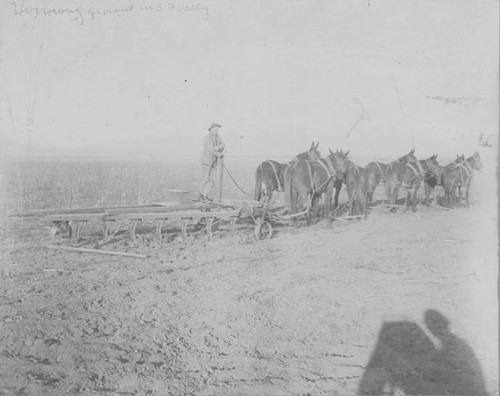 Wheat fields of B. F. Porter, circa 1890-1900