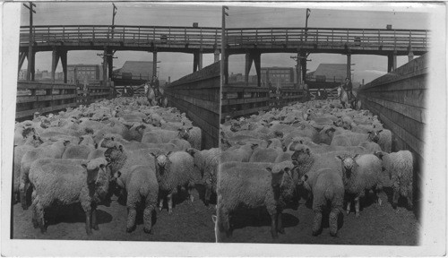 A Well Filled Sheep Pen in the Great Union Stockyards Chicago