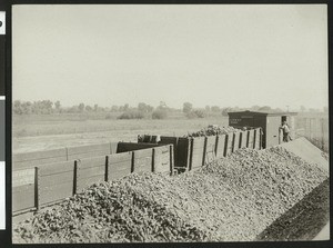 Bins and piles of sugar beets in Visalia, 1900-1940