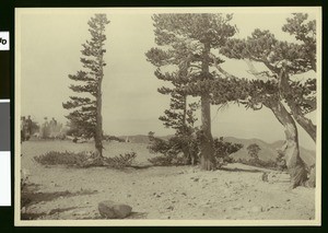Group of hikers at the tree line summit of San Gorgonio Mountain in Riverside, 1900-1915
