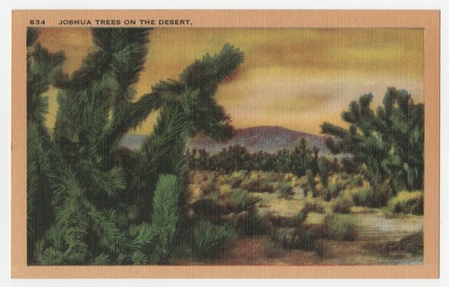 Joshua trees on the desert