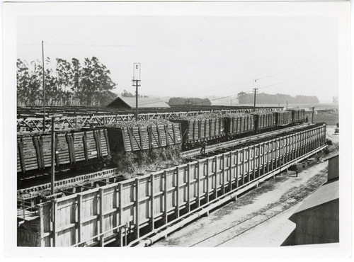 Loaded Sugar Beet Train Cars