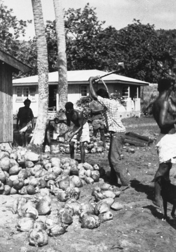 Harvesting coconuts on Vanua Mablava