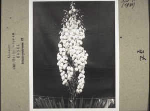 Juca. Suko-Blüte im Garten von Kayin