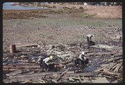 OCT87P10-15: East Bay Conservation Corps marsh clean up