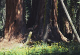 Giant sequoia and deer