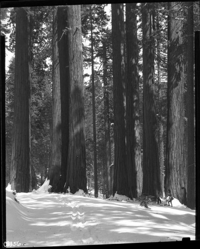 Parker Group, Giant Sequoia Winter Scenes