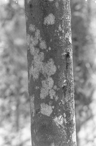 A spotted tree trunk, Isla de Salamanca, Colombia, 1977