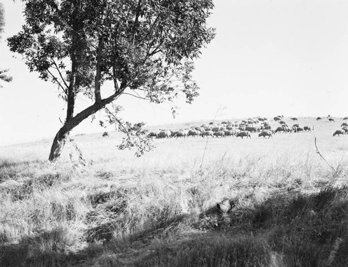 Sheep in Tarzana