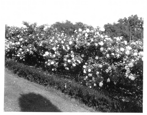 Rose bushes in the rose garden, circa 1920