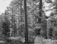 Near Ford Hill. Old growth-young growth stand of ponderosa pine, Douglas fir, sugar pine, white fir. Pine in center foreground is 32" dbh. Site 150