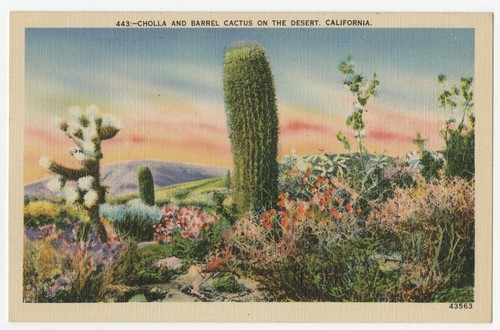 Cholla and barrel cactus on the desert. California