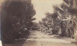 [Palm tree-lined road, views 1 & 2] # 1216